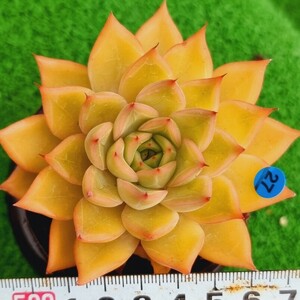 0430-B027 セイロン エケベリア 多肉植物 韓国苗