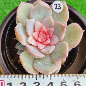 0502-W223 花 エケベリア 多肉植物 韓国苗