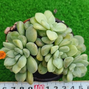0406-O446 バブルバム(錦) エケベリア 多肉植物 韓国苗