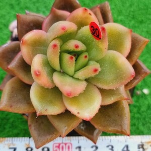 0411-R230 二重中透 エケベリア 多肉植物 韓国苗