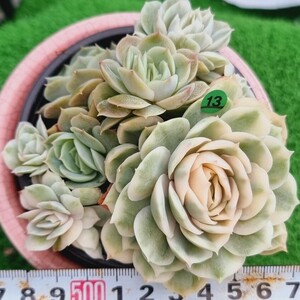 0418-G113 メキシコスノー(錦) エケベリア 多肉植物 韓国苗