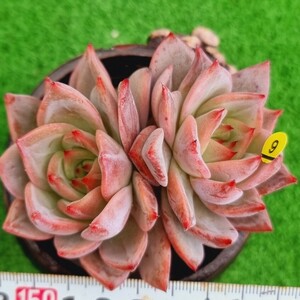 0420-Y409 Red Dragon エケベリア 多肉植物 韓国苗