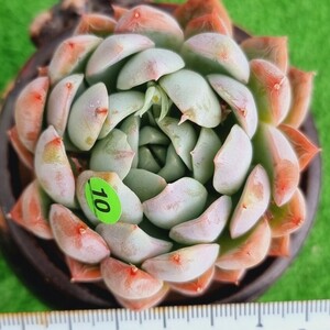 0423-G110 エレガンス交配 エケベリア 多肉植物 韓国苗