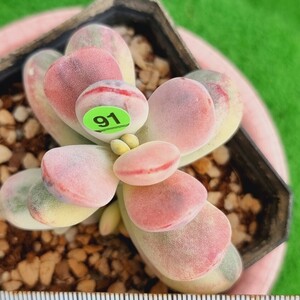 0423-G191 嫁入り娘(錦) Cotyledon 多肉植物 韓国苗