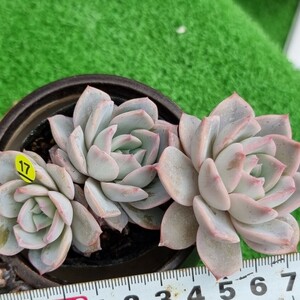 0425-Y517 エアーピンク エケベリア 多肉植物 韓国苗