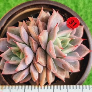 0425-R431 紫 エケベリア 多肉植物 韓国苗