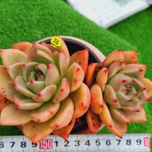 0425-Y574 アップルマリア エケベリア 多肉植物 韓国苗