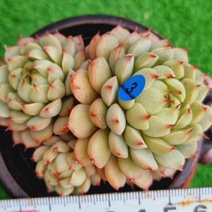 0430-B003 ミニシェル エケベリア 多肉植物 韓国苗