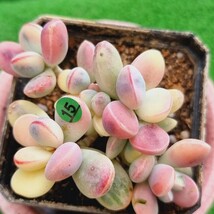 G0430-G115 嫁入り娘(錦) Cotyledon 多肉植物 韓国苗_画像2