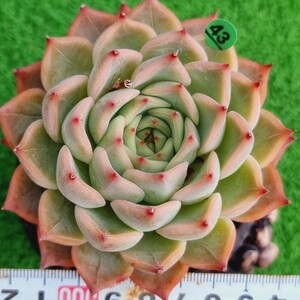 G0430-G143 Keralean エケベリア 多肉植物 韓国苗