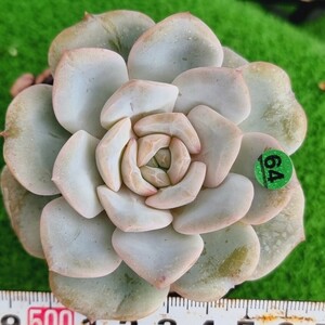 G0430-G164 花変異 エケベリア 多肉植物 韓国苗