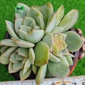 G0430-G185 花 エケベリア 多肉植物 韓国苗