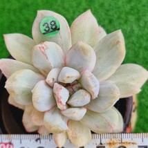 0418-G138 モンロー交配(角張る錦) エケベリア 多肉植物 韓国苗_画像1