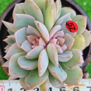 0420-R357 花 エケベリア 多肉植物 韓国苗