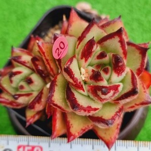 0424-P320 魔王 エケベリア 多肉植物 韓国苗の画像1