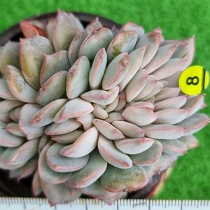 0425-Y508 Soulmint綴化 エケベリア 多肉植物 韓国苗