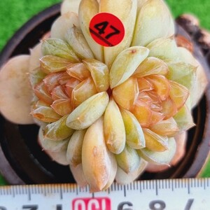 0425-R447 花 エケベリア 多肉植物 韓国苗