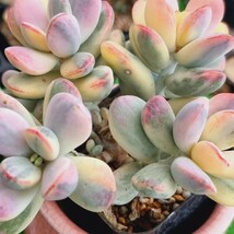 0425-Y583 嫁入り娘(錦) Cotyledon 多肉植物 韓国苗_画像2