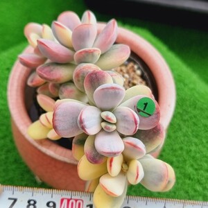 G0430-G101 嫁入り娘(錦) Cotyledon 多肉植物 韓国苗