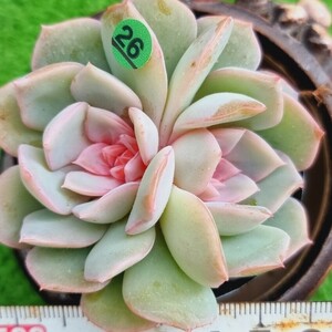 G0430-G126 花 エケベリア 多肉植物 韓国苗