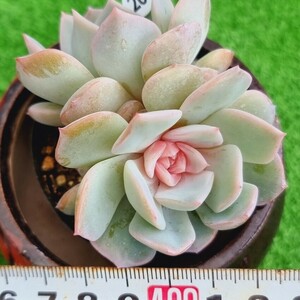 0502-W220 花 エケベリア 多肉植物 韓国苗