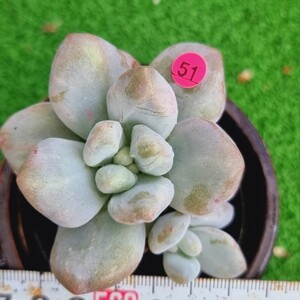 0416-P051 ボトックス美人 エケベリア 多肉植物 韓国苗