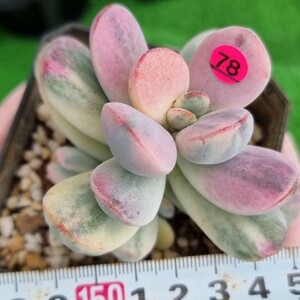 0424-P378 嫁入り娘(錦) Cotyledon 多肉植物 韓国苗