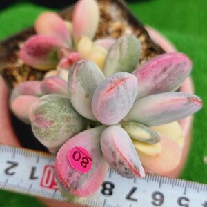 0424-P380 嫁入り娘(錦) Cotyledon 多肉植物 韓国苗