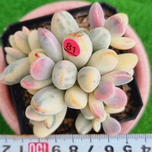 0424-P381 嫁入り娘(錦) Cotyledon 多肉植物 韓国苗