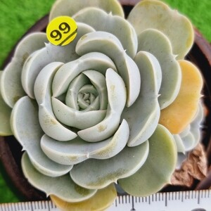 0425-Y599 蜃氣楼 エケベリア 多肉植物 韓国苗