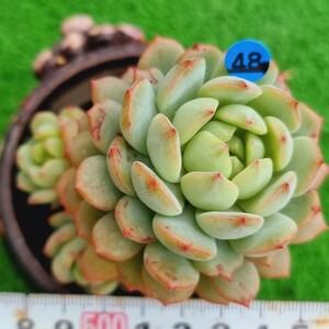 0430-B048 錦雀 エケベリア 多肉植物 韓国苗