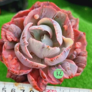 G0430-G171 ビヨンセ虹(錦) エケベリア 多肉植物 韓国苗