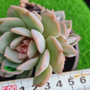 G0430-G184 花 エケベリア 多肉植物 韓国苗