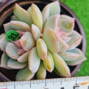 G0430-G191 花 エケベリア 多肉植物 韓国苗