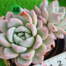 G0430-G148 ベルテス エケベリア 多肉植物 韓国苗_画像2