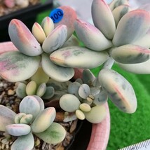 0423-B100 嫁入り娘(錦) Cotyledon 多肉植物 韓国苗_画像2