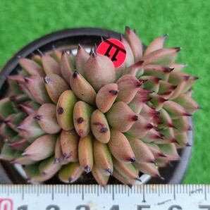 0425-R411 アンジェラ エケベリア 多肉植物 韓国苗の画像1