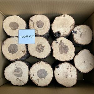 0060121 sawtooth oak,,nala material production egg tree 1 1 pcs 
