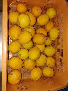 Это распродано! Домашний Meyer Lemon 5 кг редкая бесплатная доставка без пестицидов в период культивирования ②