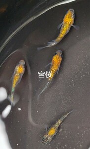 (天王山めだか)宮桜オレンジ系の若魚♂3♀3