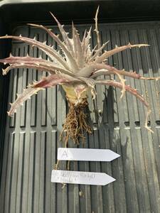 Dyckia(kellyGriffin hyb) &#34;Hoshi&#34; 株分 ディッキア　A