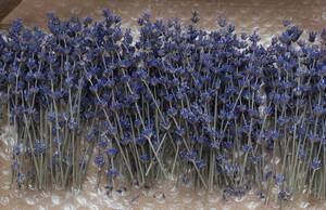  lavender pot-pourri dry flower . previous .200ps.