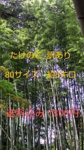 たけのこ 無選別 約5キロ(リサイクル箱)