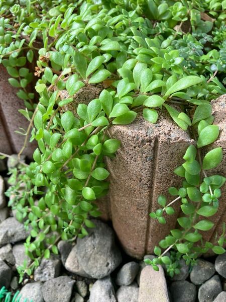 多肉植物　ツル万年草（お楽しみオマケ付き）