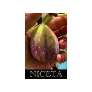 イチジク苗木「 NICETA  」7-69   送料無料 2023/12月～１月増殖・3/15より順次鉢上げ株の画像1