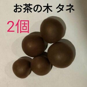 2個★白川のお茶の木のタネ 無農薬自然農法