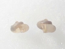 /Vl** ミジンヤマタニシ 殻径1.8mm,1.9mm_画像6