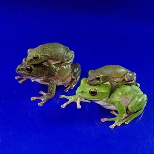 /Vl** Schlegel's green tree frog length *34m,36mm*48mm,50mm