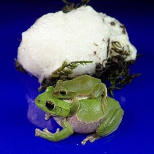/Vl** breeding just before 1 pair +1 egg . Schlegel's green tree frog length *31mm*52mm