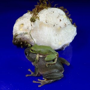 /Vl** breeding just before 1 pair +1 egg . Schlegel's green tree frog length *32mm*51mm